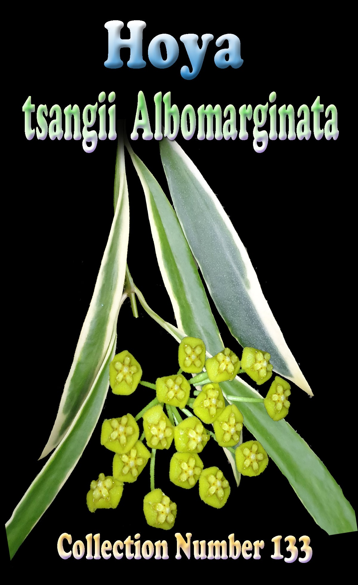 
Hoya tsangii Albomarginata H133 showing cream-margined narrow foliage