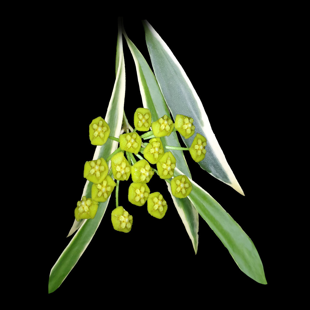 Hoya tsangii Albomarginata H133 with variegated leaves and yellow flowers