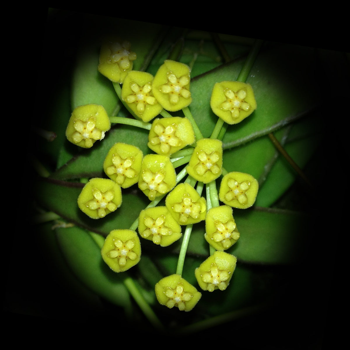 Hoya tsangii odetteae H095 with clustered yellow green flowers