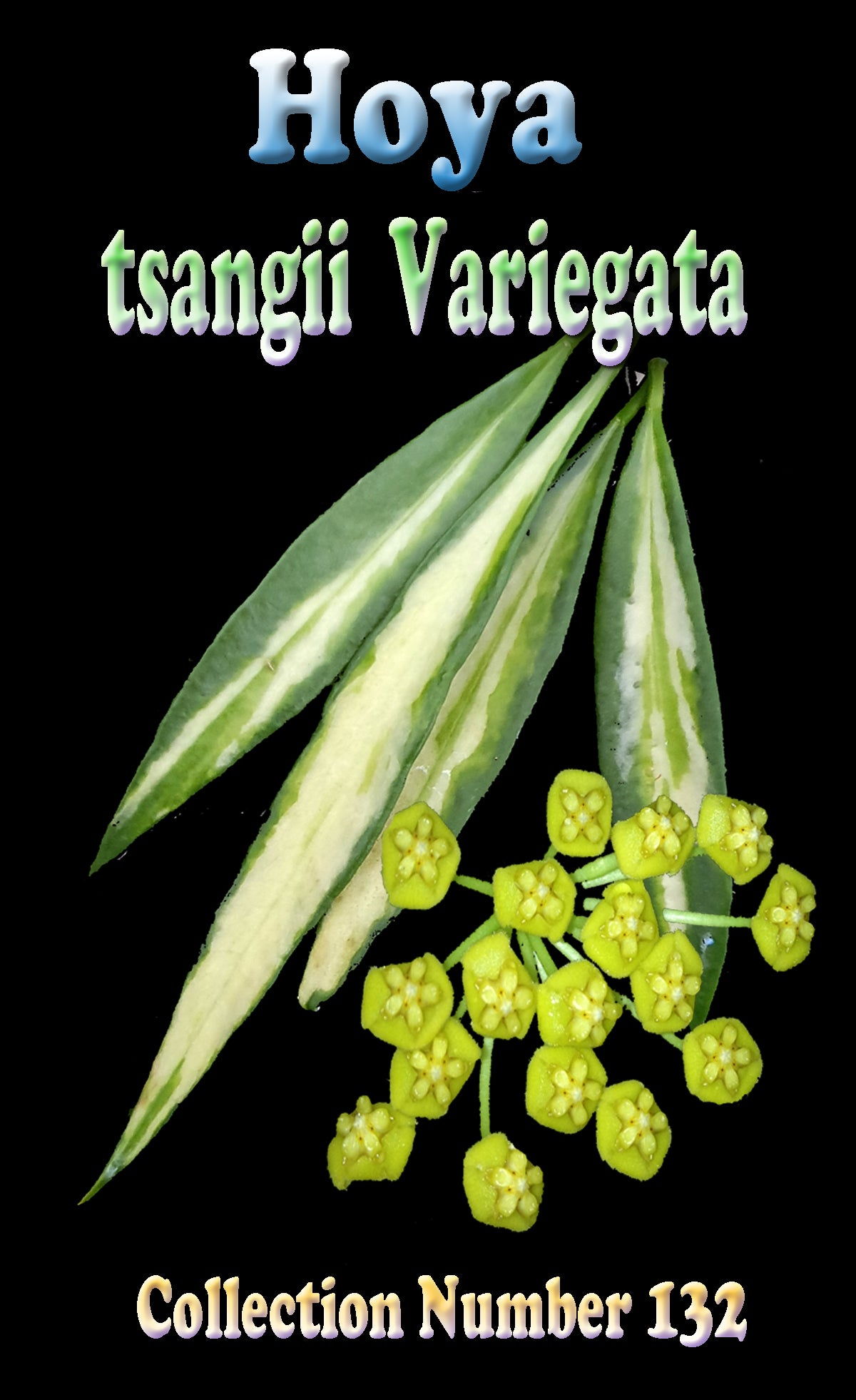 Hoya tsangii Variegata H132 showing narrow cream variegated foliage