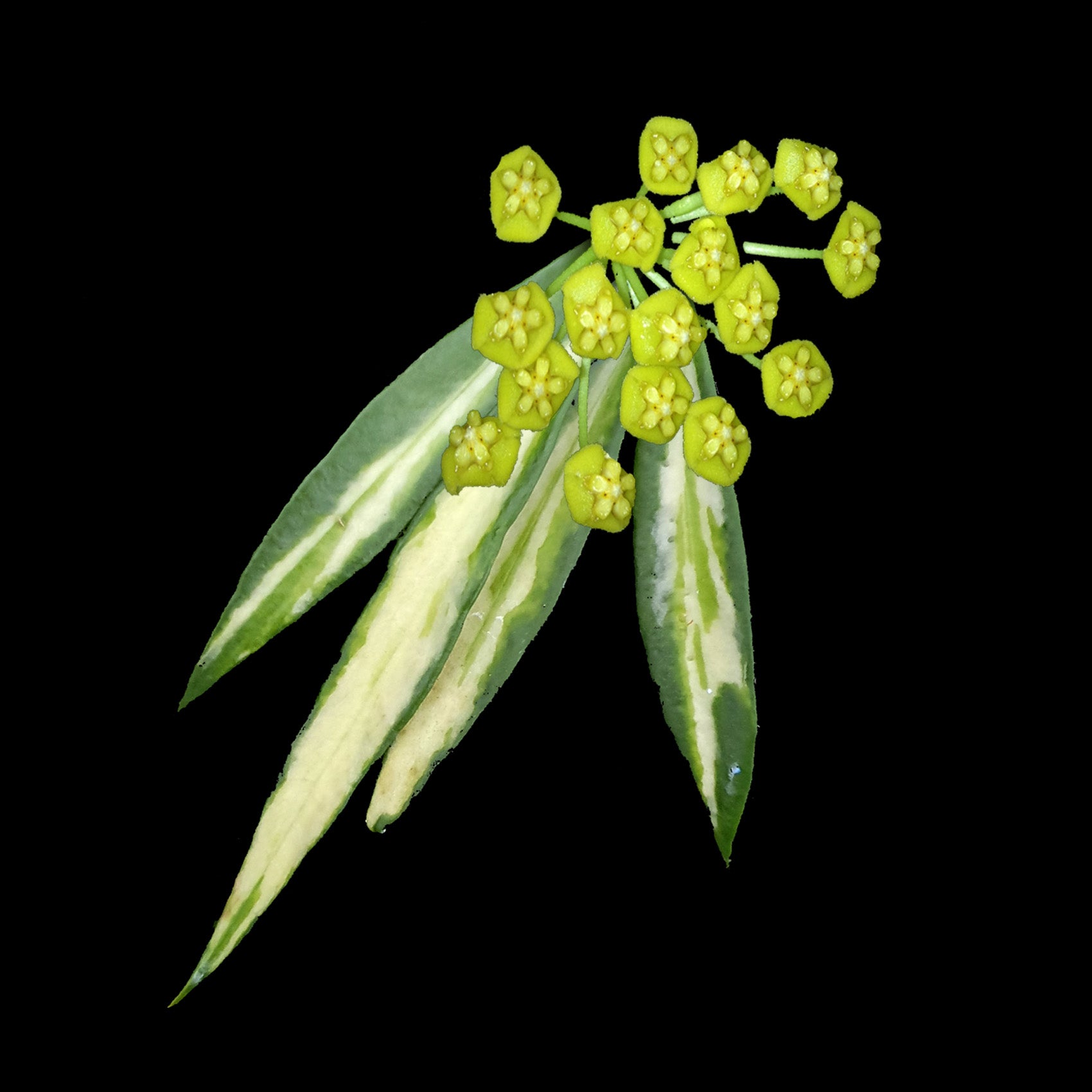Hoya tsangii Variegata H132 with variegated leaves and clustered flowers