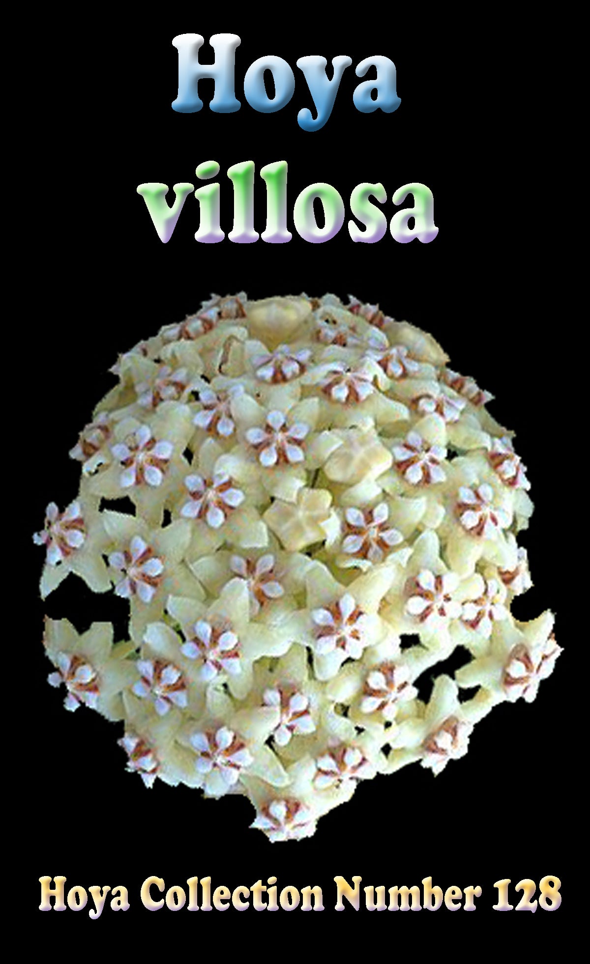 Hoya villosa H128 feature image showing a rounded cluster of cream flowers