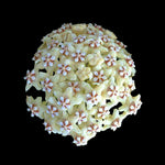 Hoya villosa H128 rounded cluster of cream flowers with pink centres