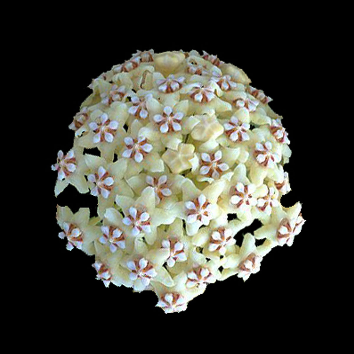 Hoya villosa H128 rounded cluster of cream flowers with pink centres