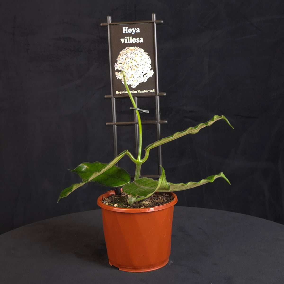 Hoya villosa H128 with arching stems and green leaves in an orange pot