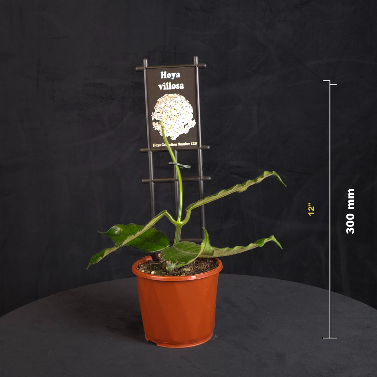 Hoya villosa H128 potted plant shown with size reference