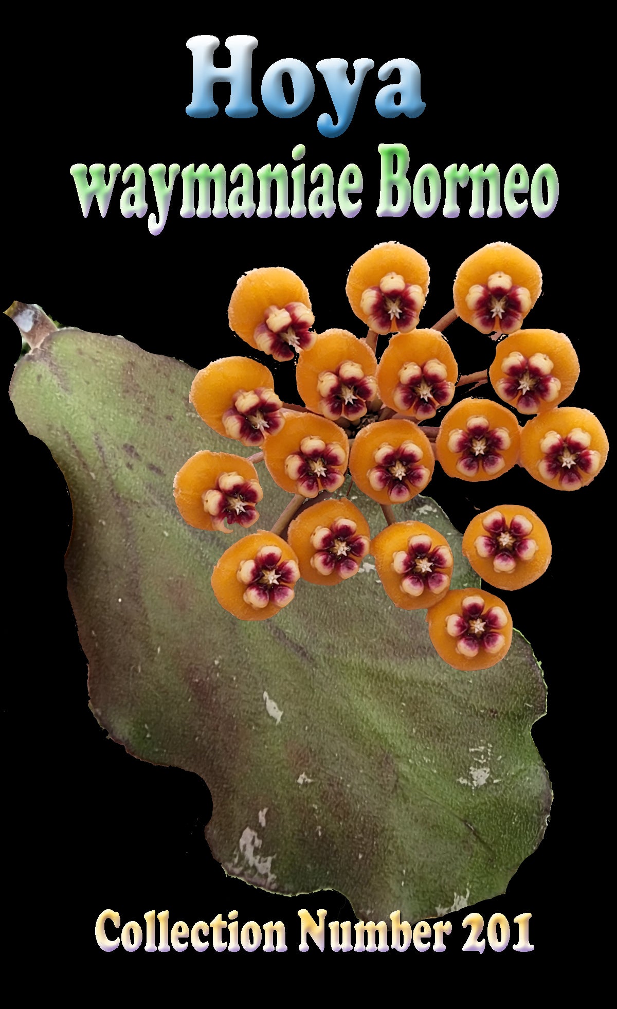 Hoya waymaniae 'Borneo' H201 flower cluster feature image