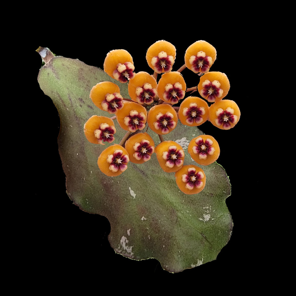 Hoya waymaniae 'Borneo' H201 orange flowers with dark red centres on textured foliage