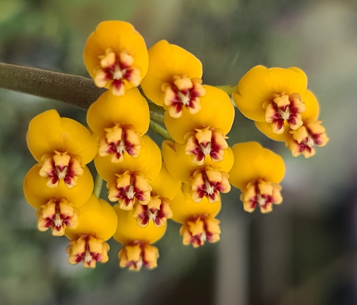 Close-up of Hoya waymaniae 'Borneo' H201 orange flowers with dark red centres