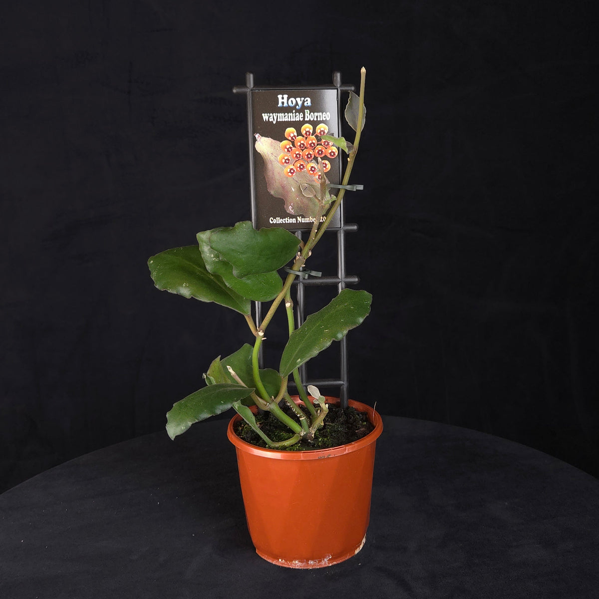Hoya waymaniae 'Borneo' H201 potted plant with climbing foliage