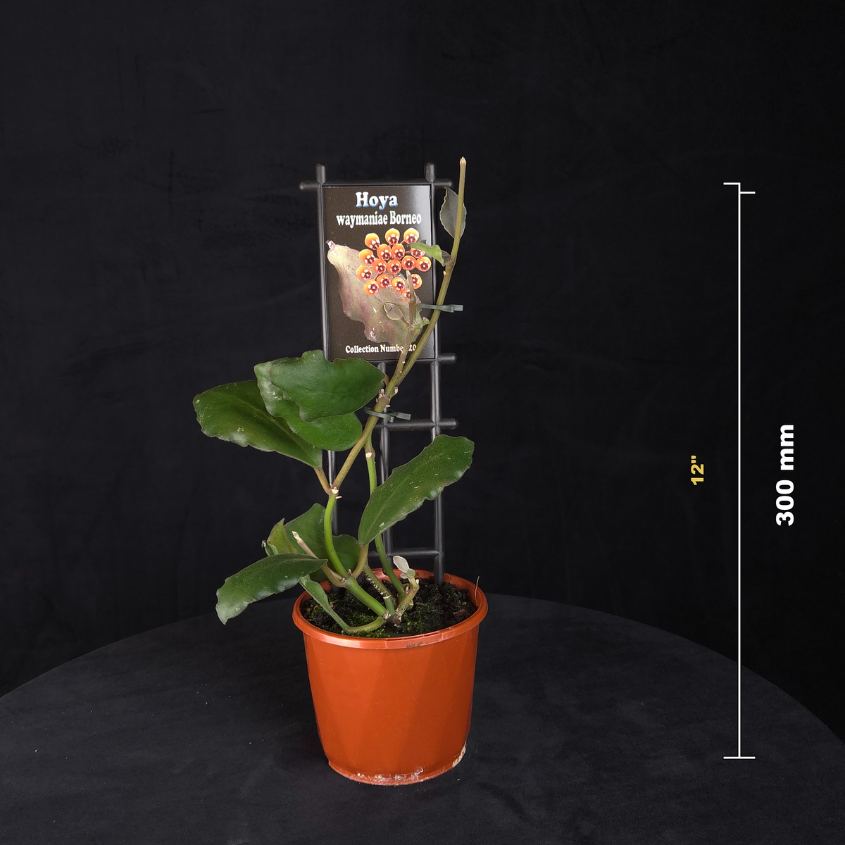 Hoya waymaniae 'Borneo' H201 potted plant shown with size reference