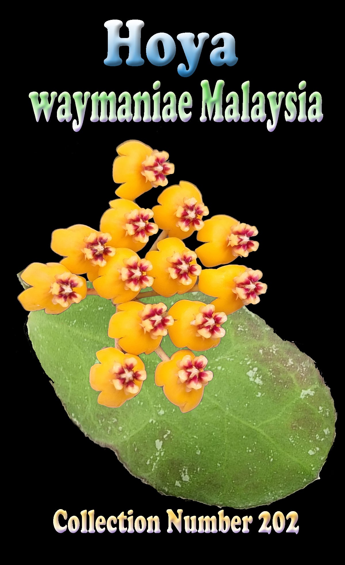 Hoya waymaniae 'Malaysia' H202 flower and foliage feature image