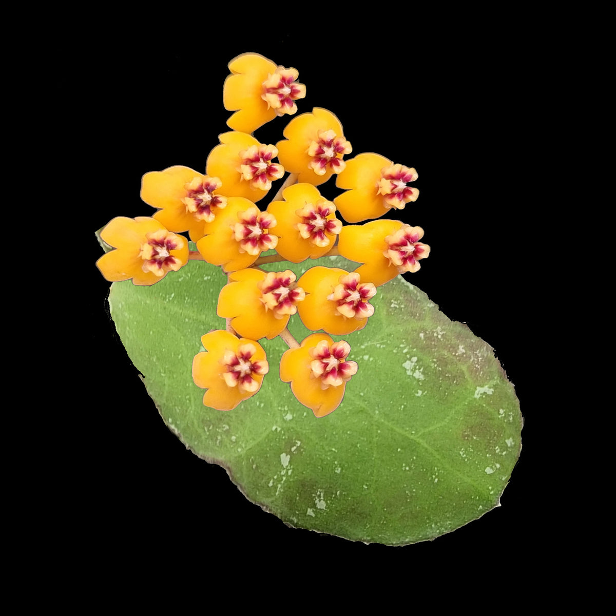 Hoya waymaniae 'Malaysia' H202 orange flowers with red centres on a green leaf