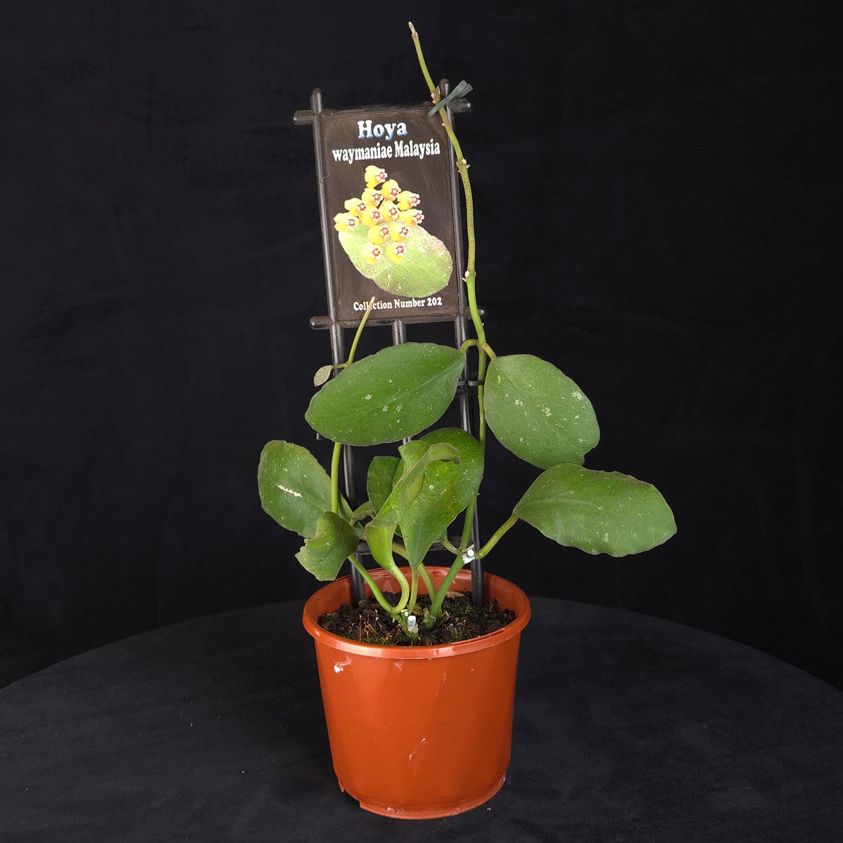 Hoya waymaniae 'Malaysia' H202 potted plant with thick green foliage