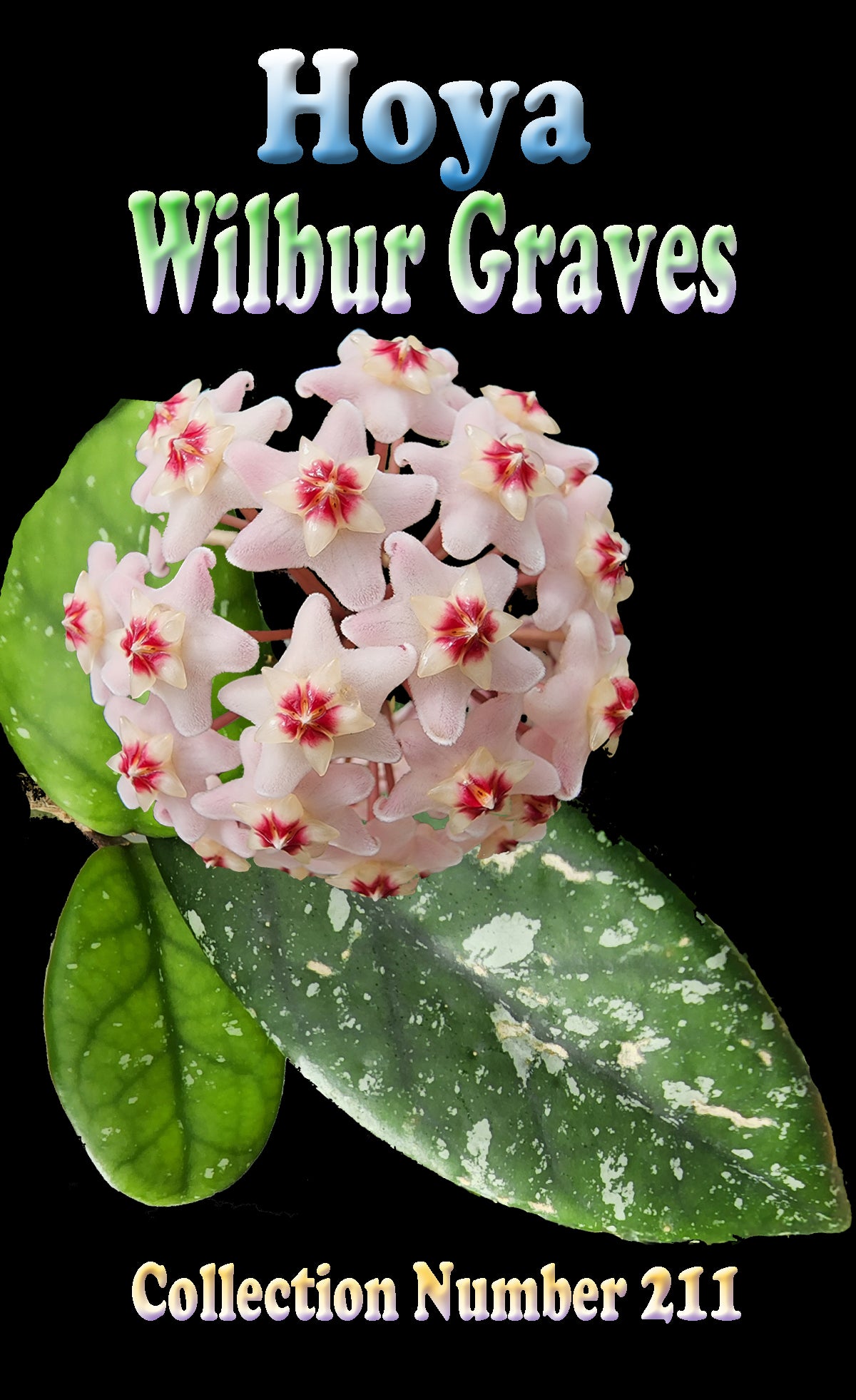 Hoya Wilbur Graves H221 showing silver-splashed leaves and pink flowers