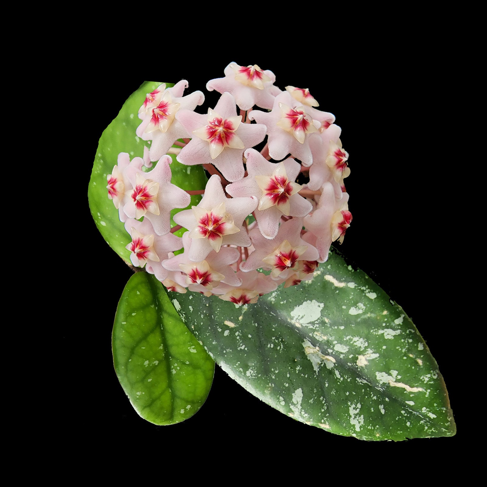 Hoya Wilbur Graves H221 with pale pink flowers and silver foliage