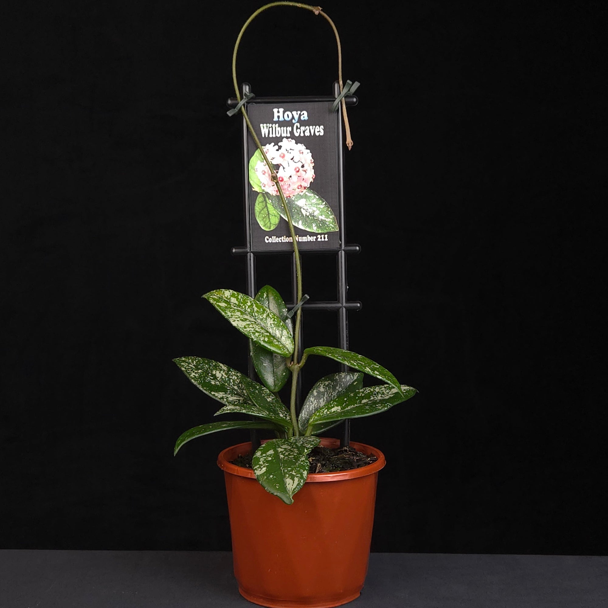 Hoya Wilbur Graves H221 growing on support in nursery pot