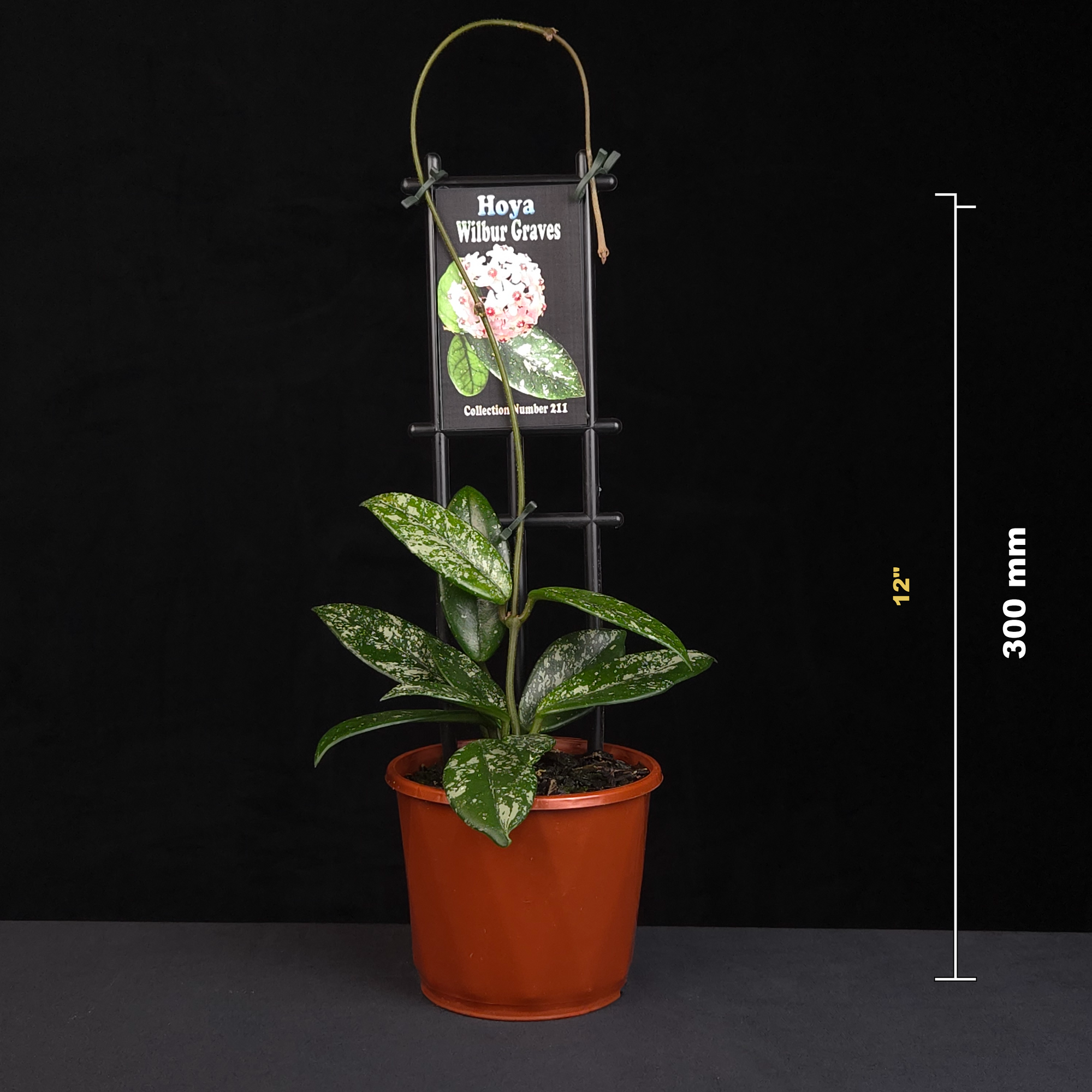 Hoya Wilbur Graves H221 potted plant shown with size reference