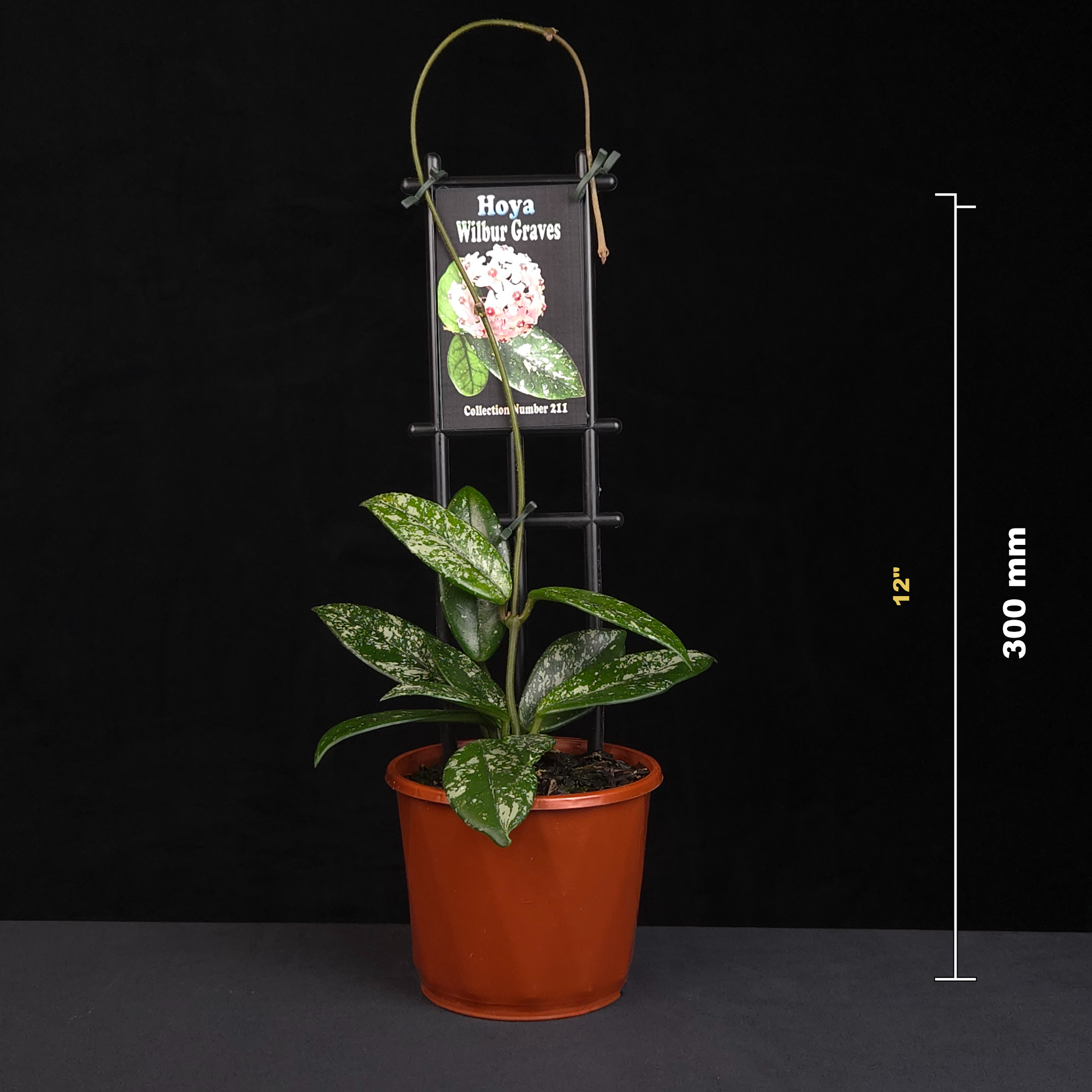 Hoya Wilbur Graves H221 potted plant shown with size reference