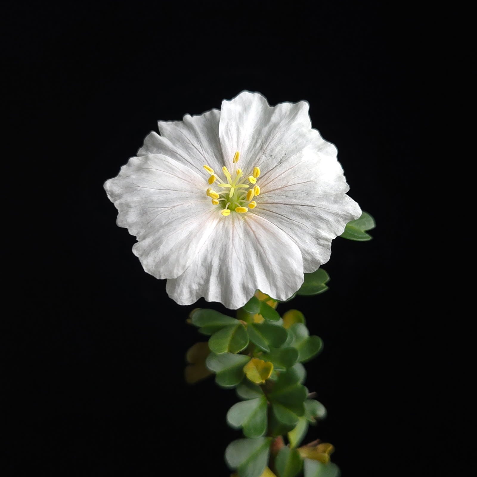 Sarcocaulon vanderietiae – The White-Flowered Succulent Shrub