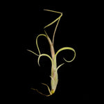 Tillandsia intermedia