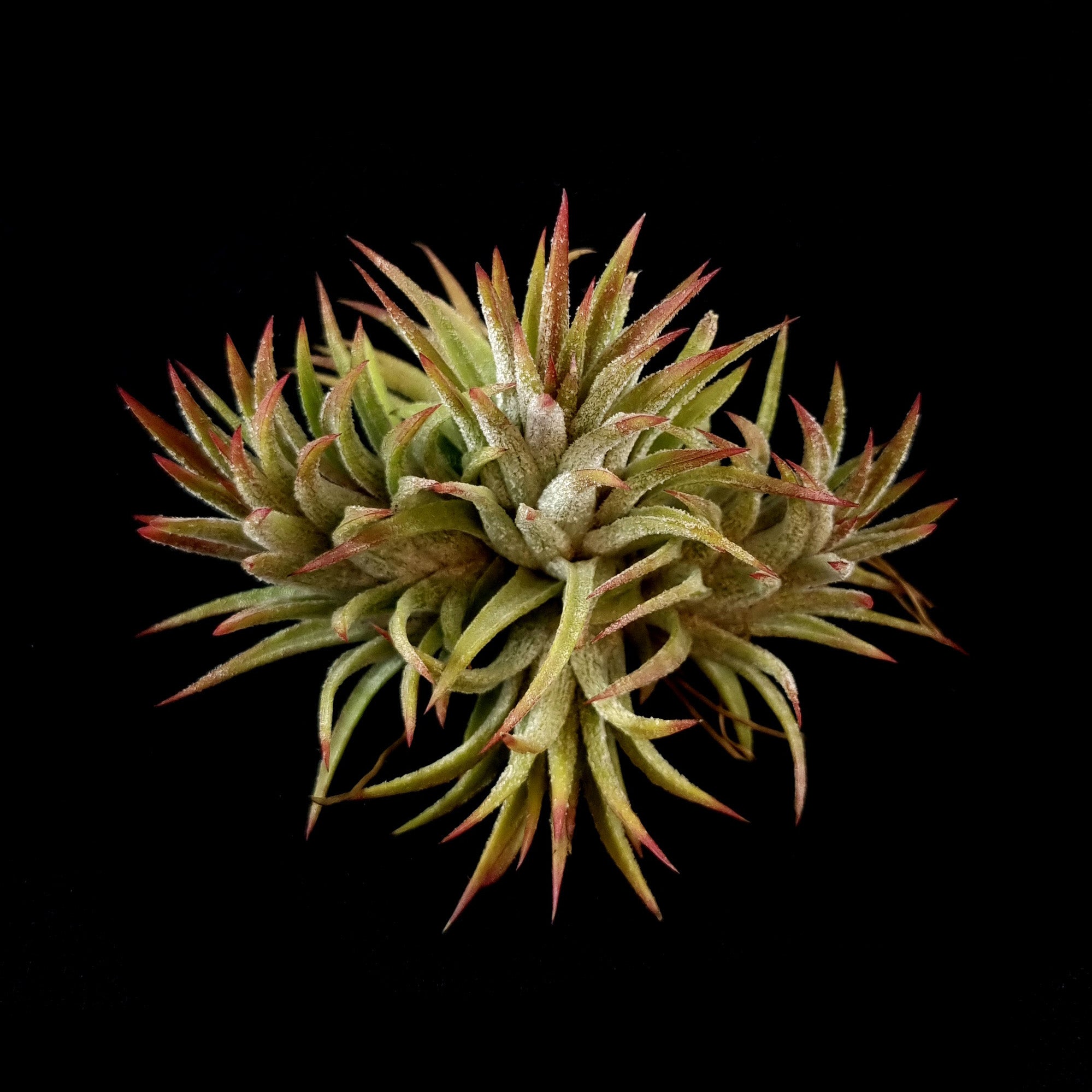 Tillandsia ionantha ex. Mexico