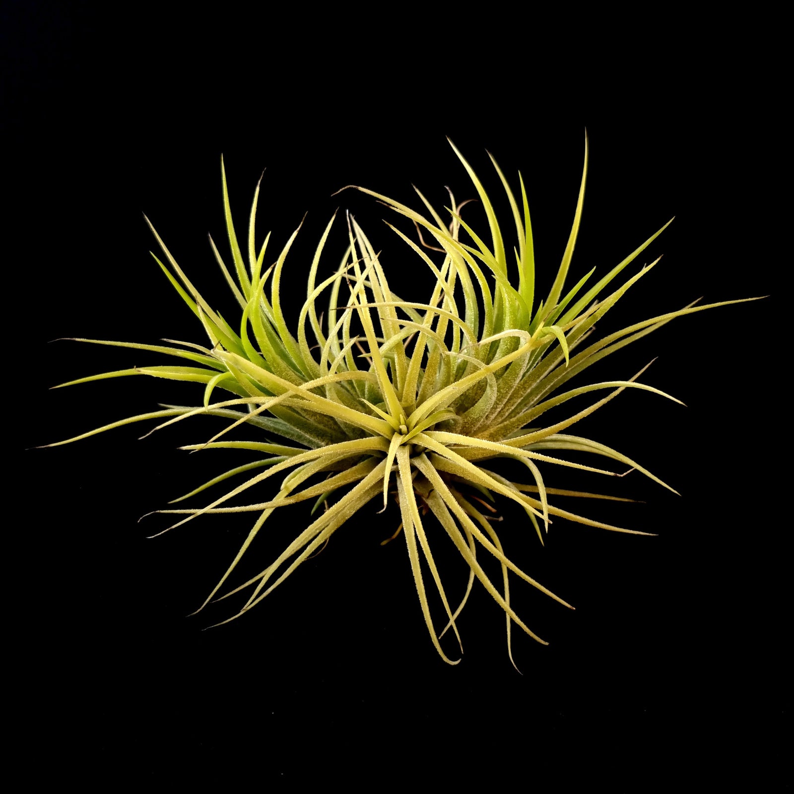 Tillandsia ionantha 'Druid' Albino Form yellow flowered