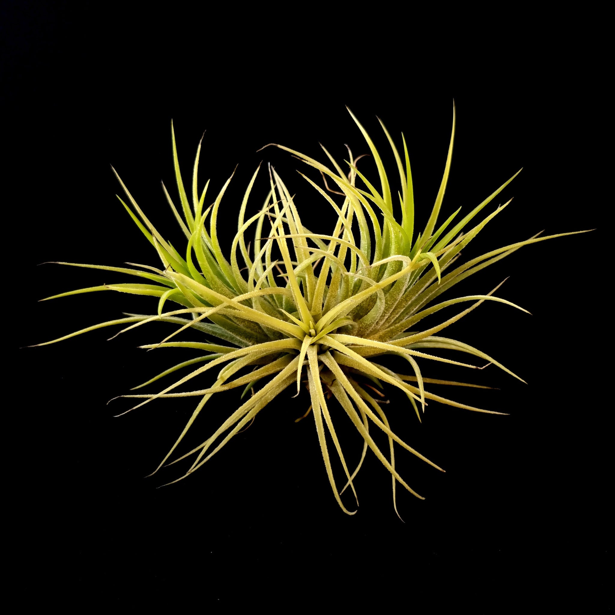 Tillandsia ionantha 'Druid' Albino Form