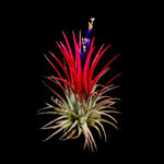 Tillandsia ionantha 'Fuego'