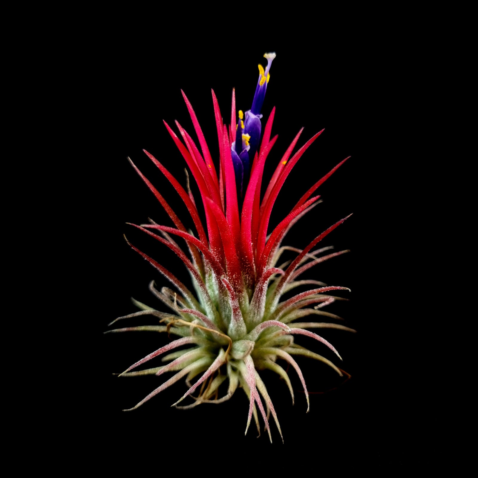 Tillandsia ionantha 'Fuego'