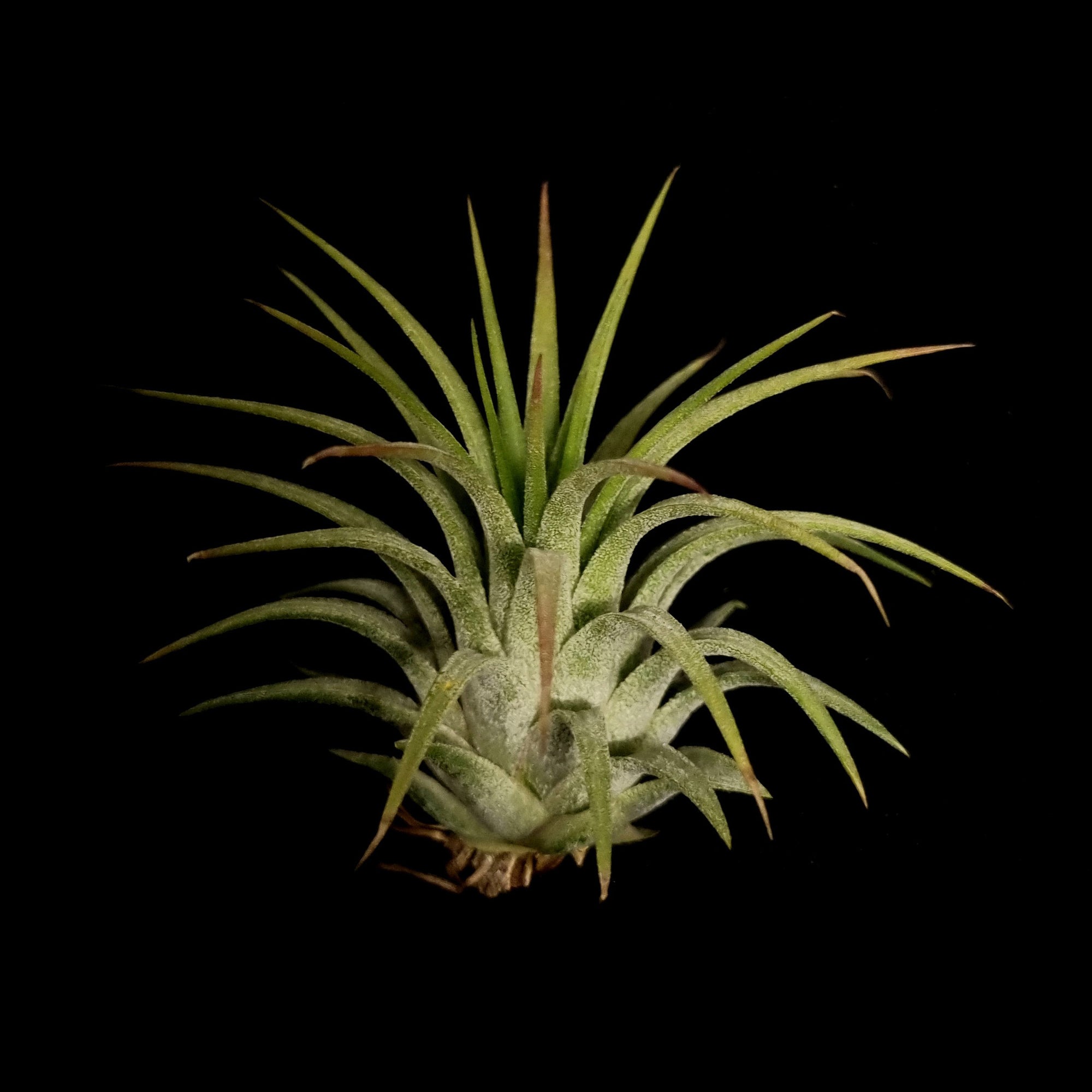 Tillandsia ionantha 'Ron' Asian Form