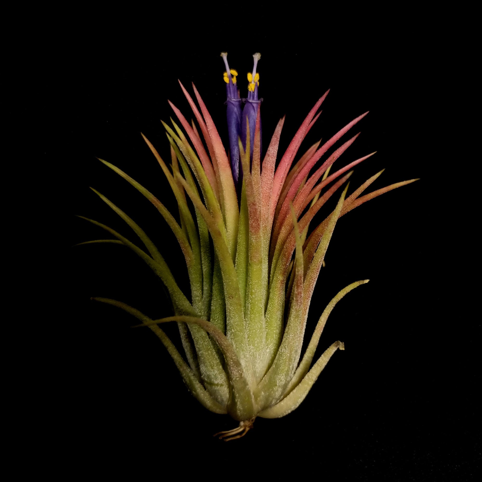 Tillandsia ionantha 'Rubra'