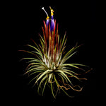 Tillandsia ionantha - The Blushing Air Plant