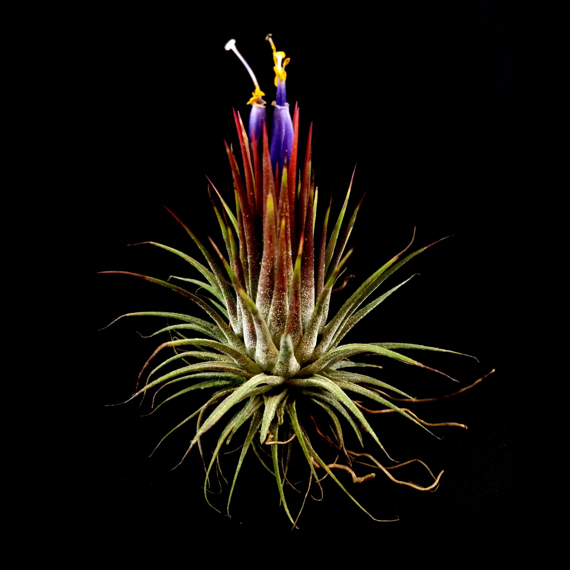 Tillandsia ionantha