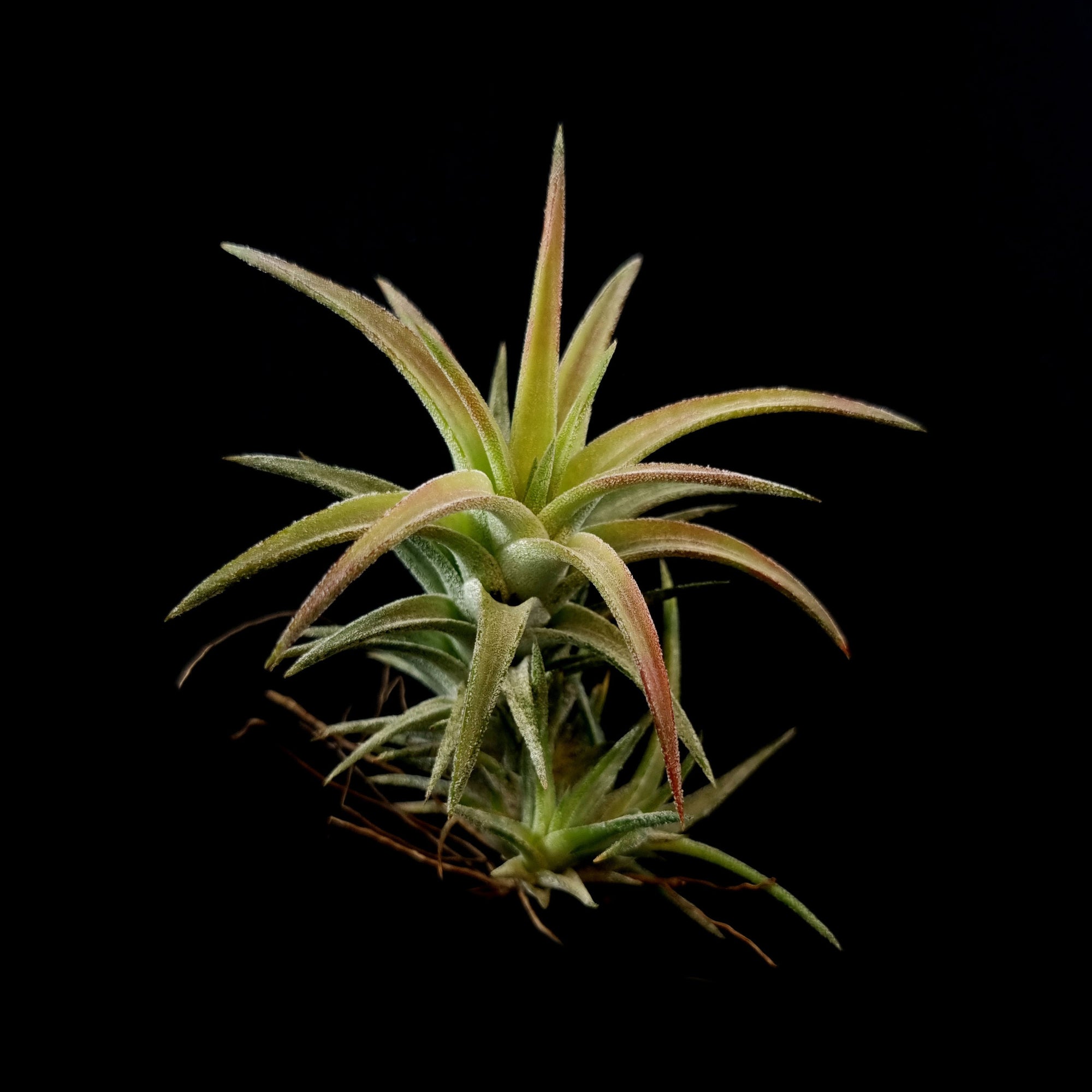 Tillandsia ionantha var. vanhyningii