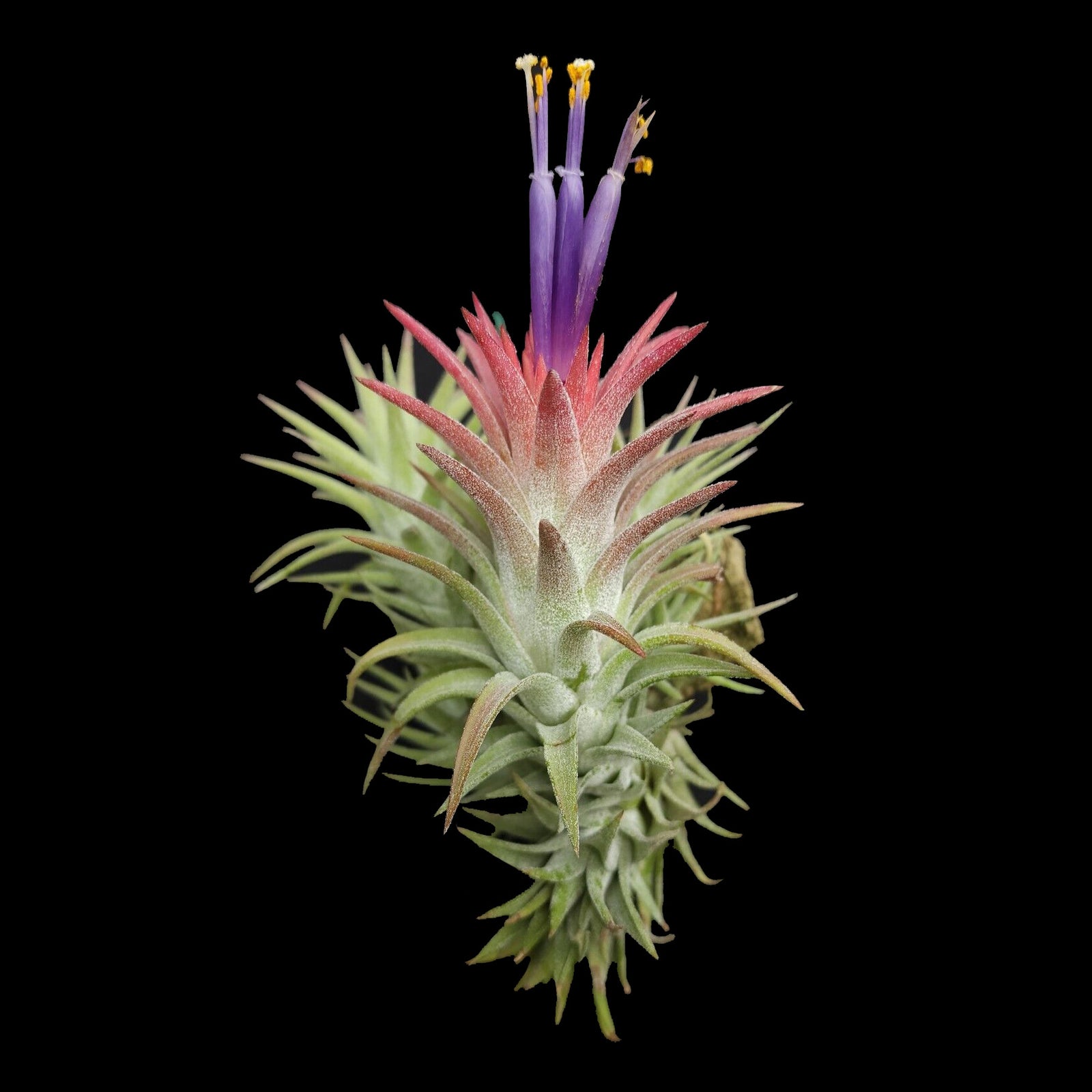 Tillandsia ionantha var. vanhyningii