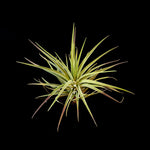 Tillandsia kammii