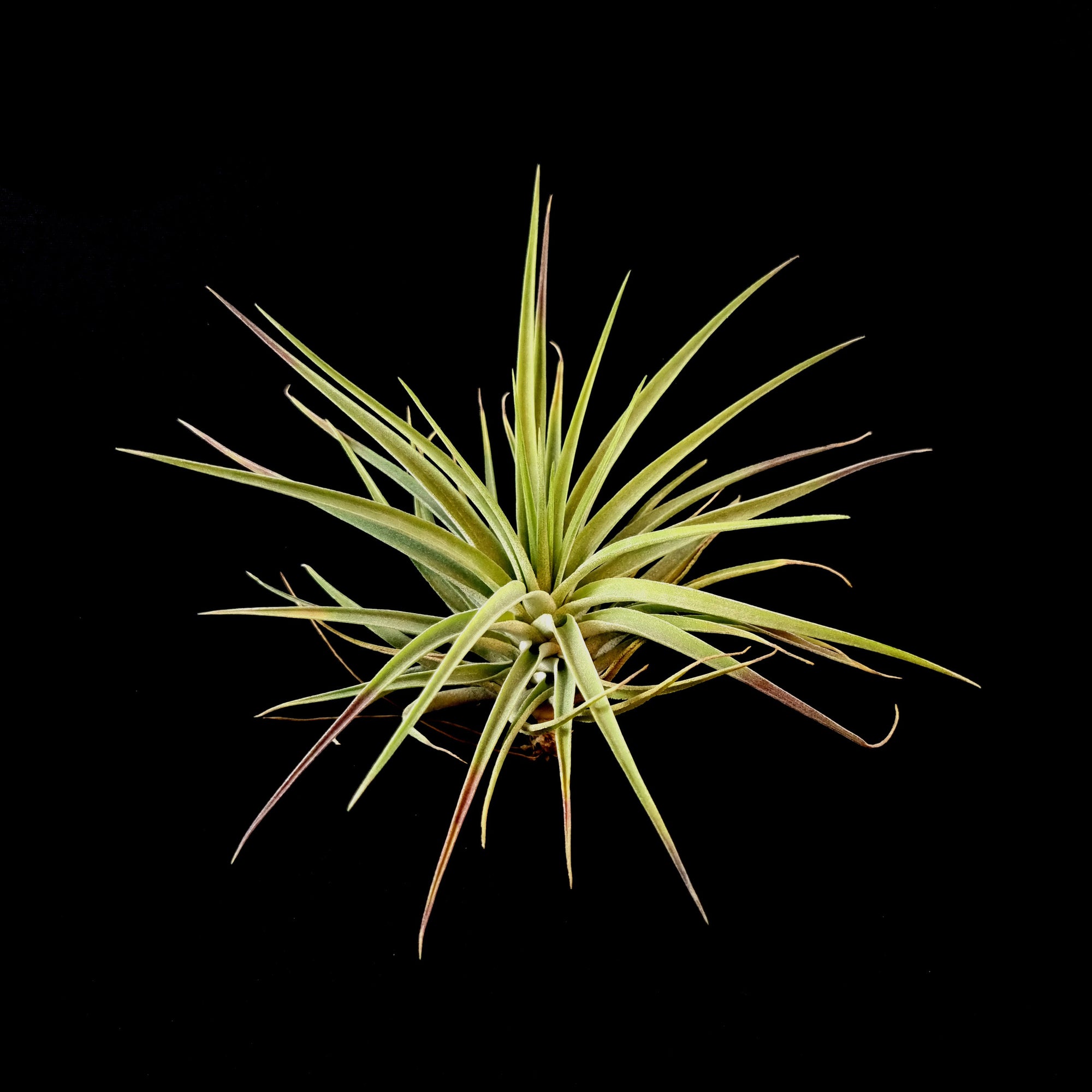 Tillandsia kammii