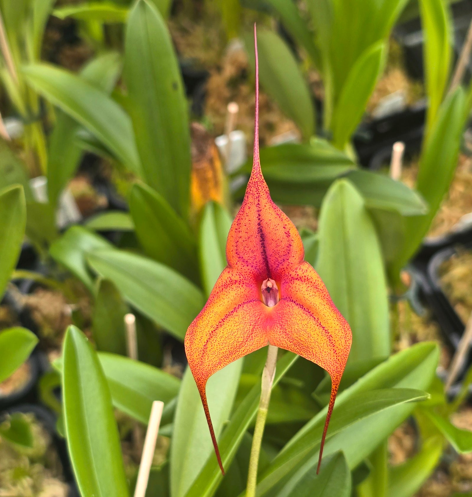 Masdevallia  Cusco Gold 'Karen' divisions