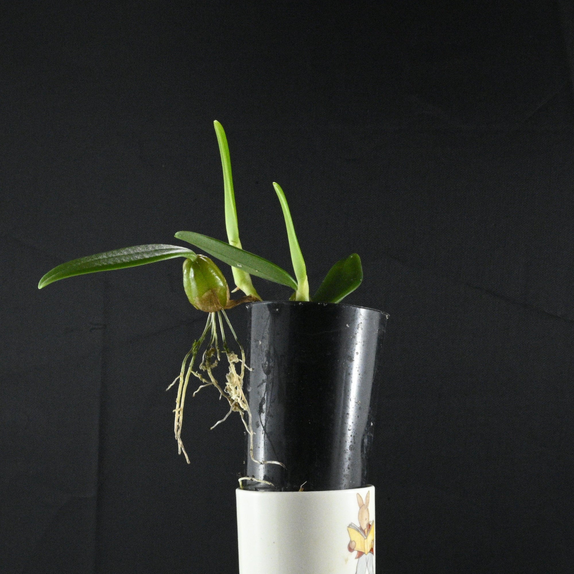 Bulbophyllum lasiochilum