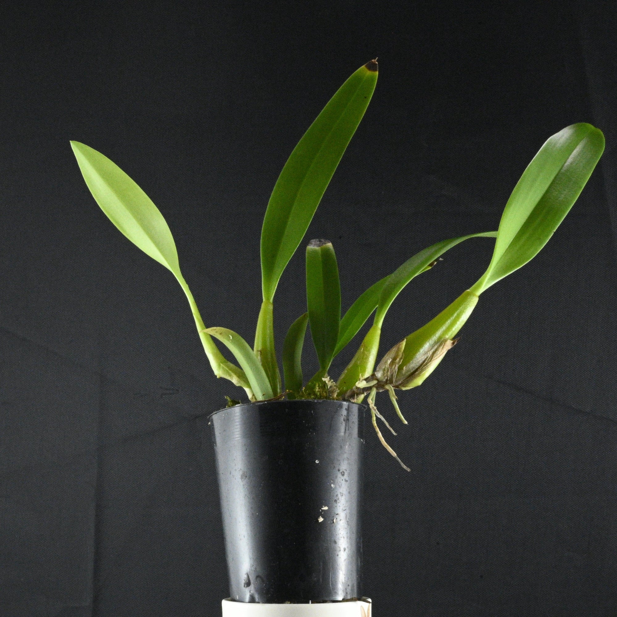 Bulbophyllum laxiflorum