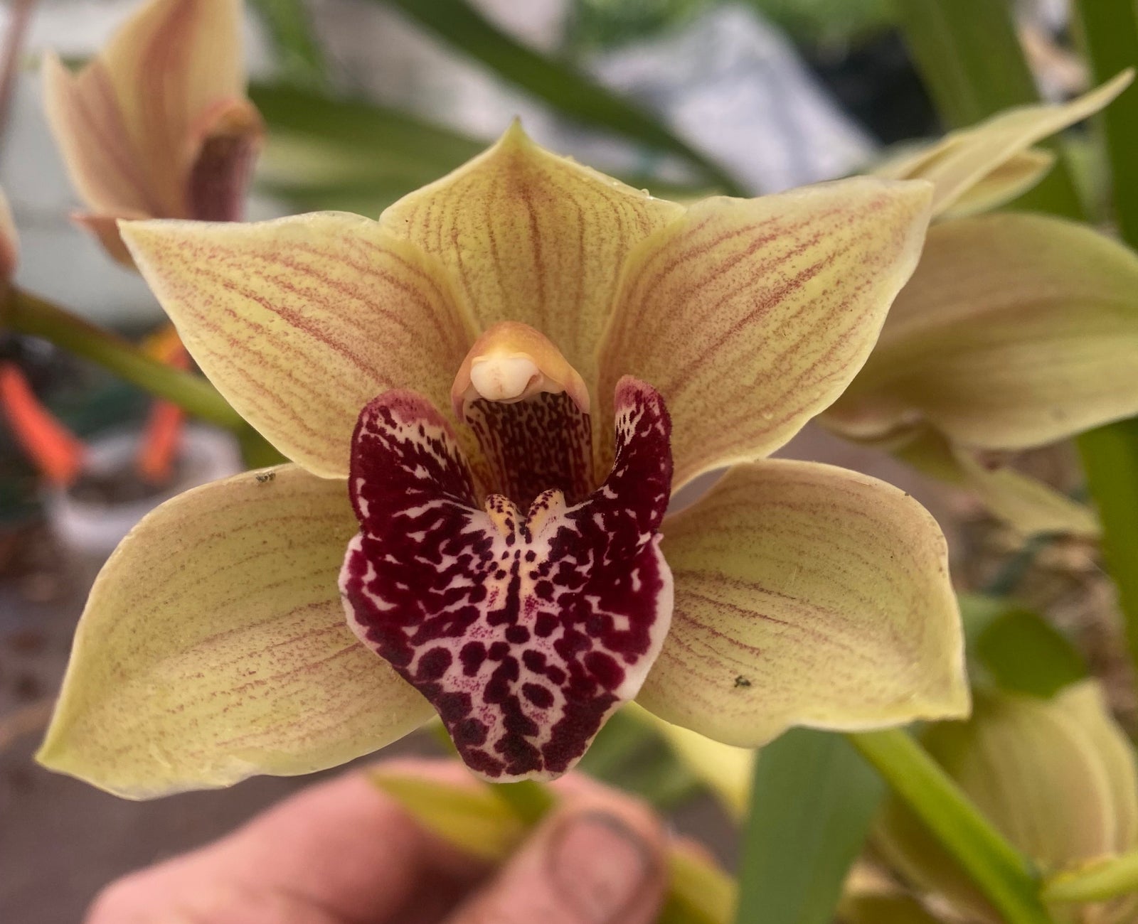 Cymbidium Bulbarrow ‘Lazy Possum’