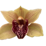 Cymbidium Bulbarrow ‘Lazy Possum’
