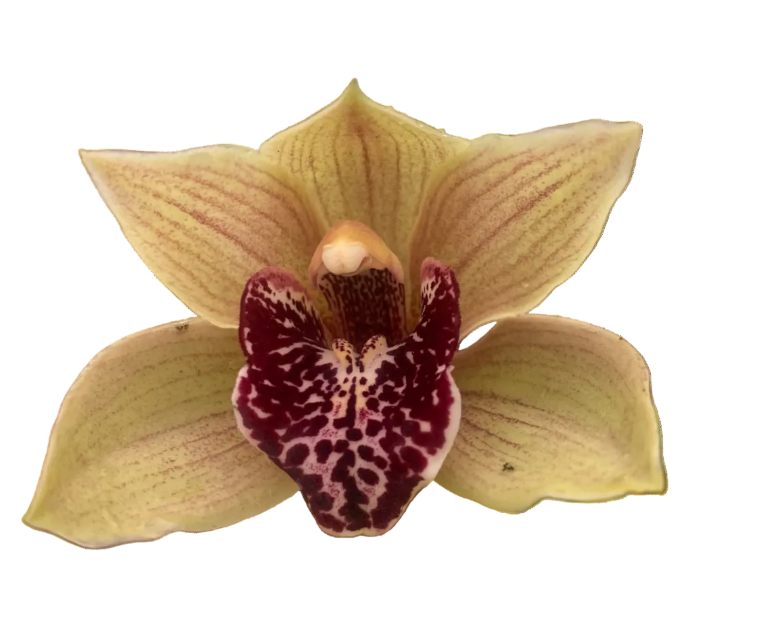 Cymbidium Bulbarrow ‘Lazy Possum’