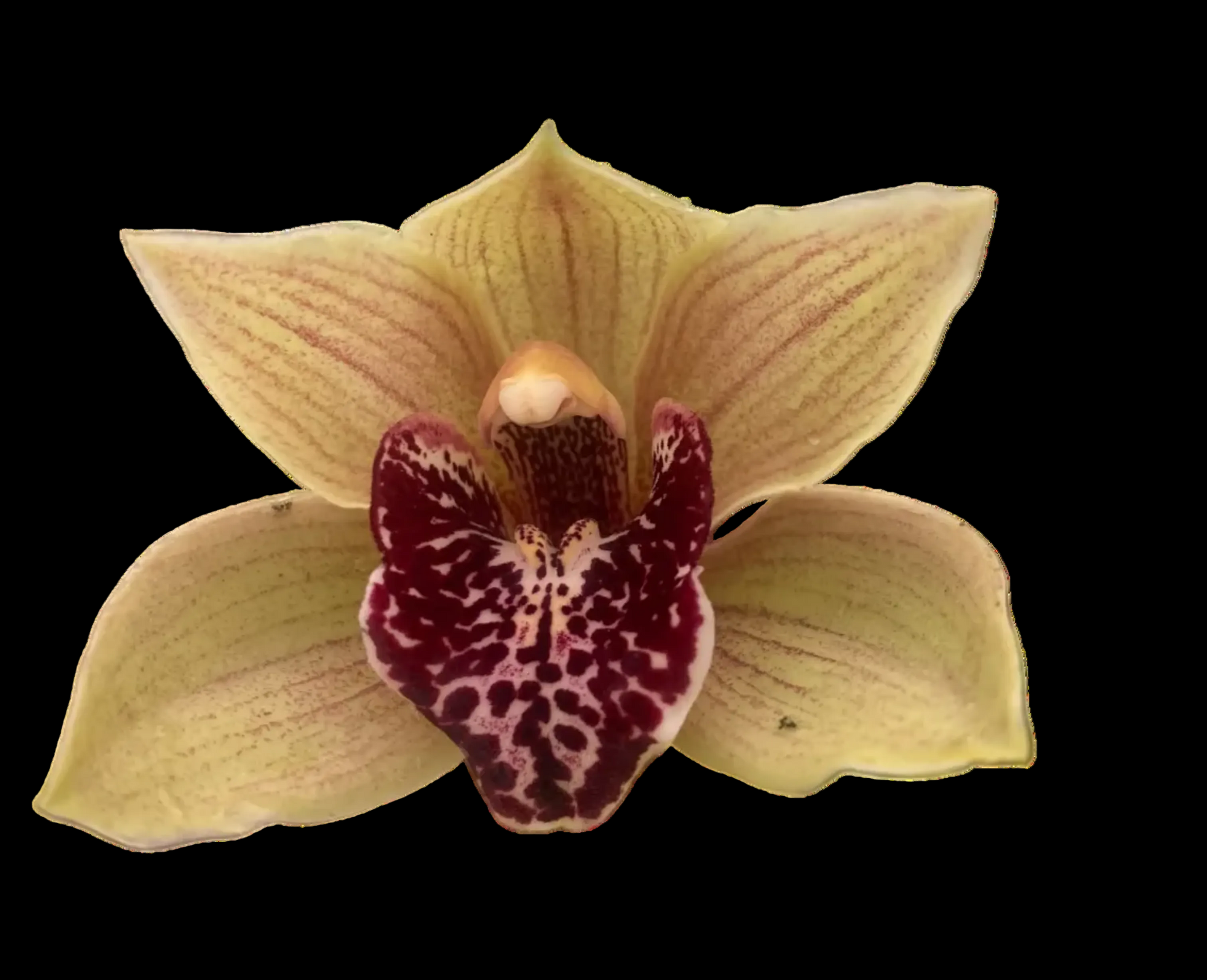 Cymbidium Bulbarrow ‘Lazy Possum’