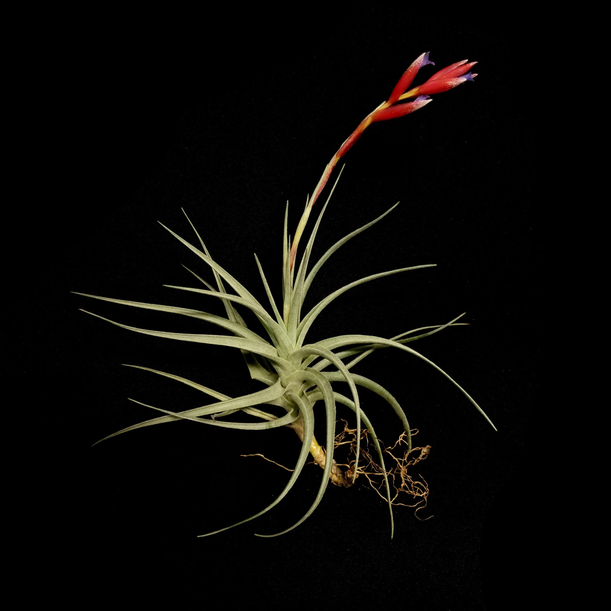 Tillandsia leonamiana 'Leon' - The Fuzzy Air Plant