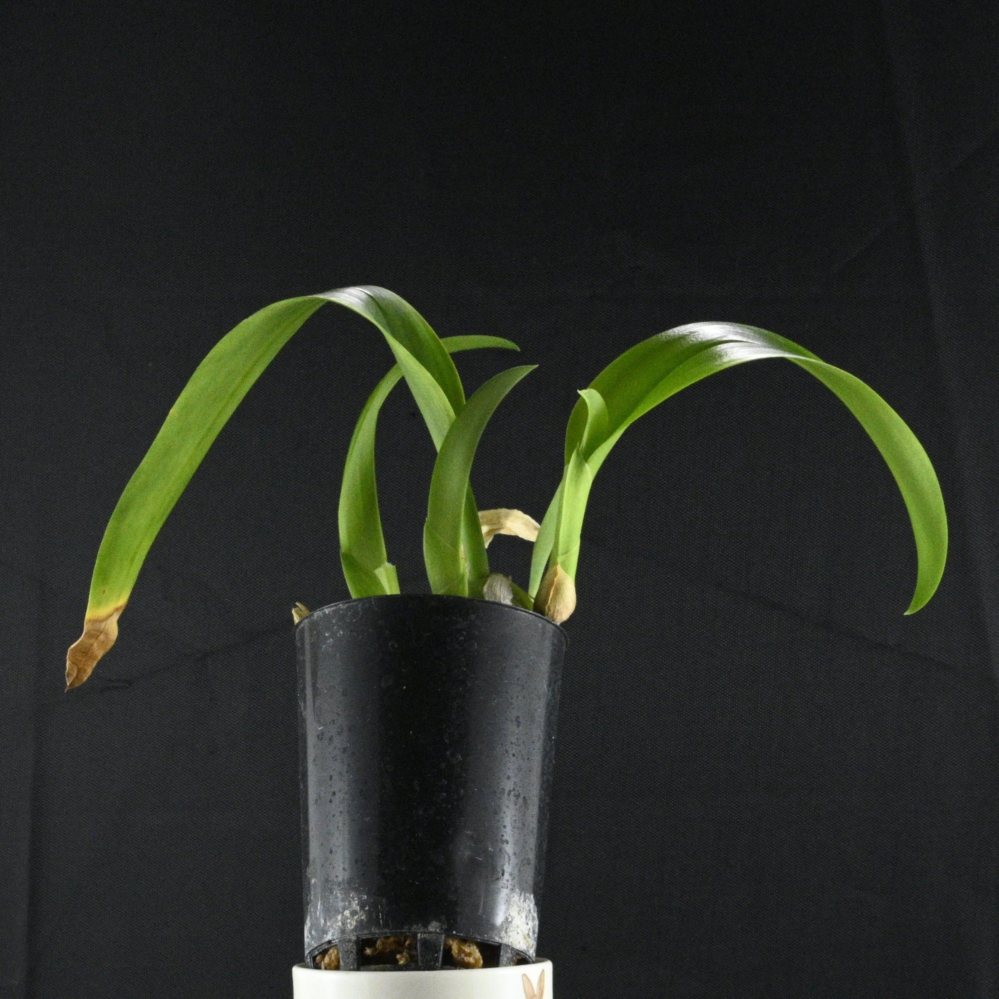 Bulbophyllum lindleyanum