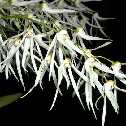 Dendrobium linguiformis (Syn. Dockrillia) Narrow Leaf