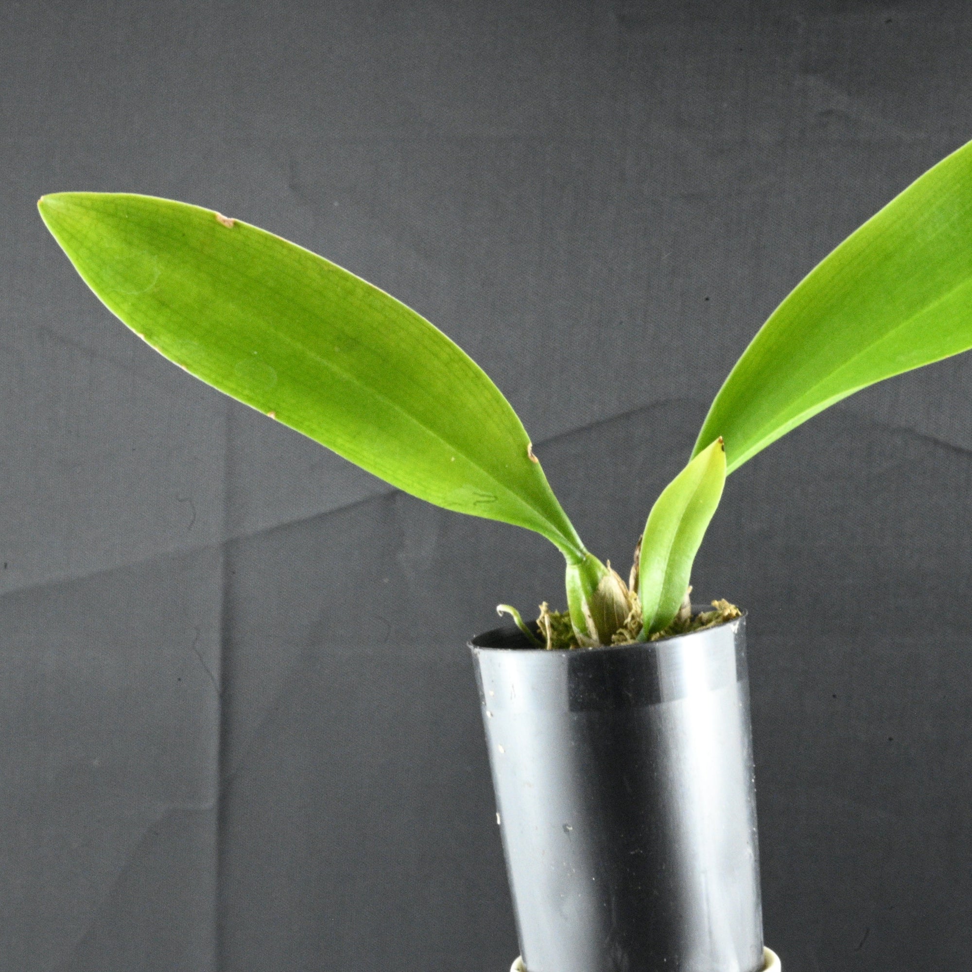 Bulbophyllum Louis Sander