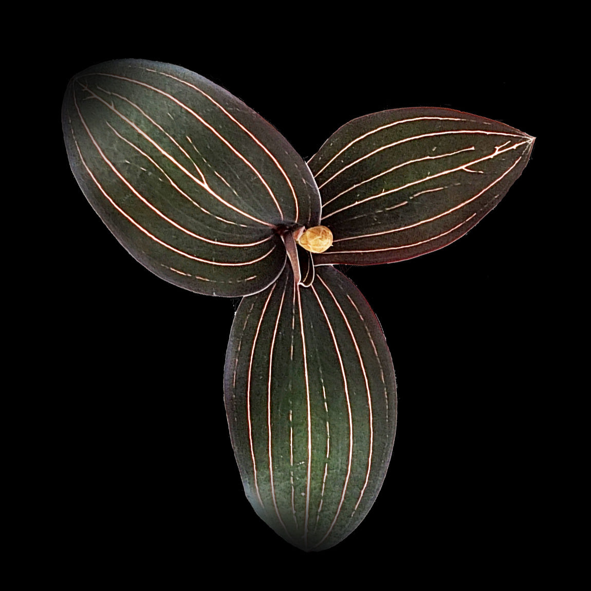 Ludisia discolor Jewel Orchid feature image showing dark leaves with fine contrasting veins